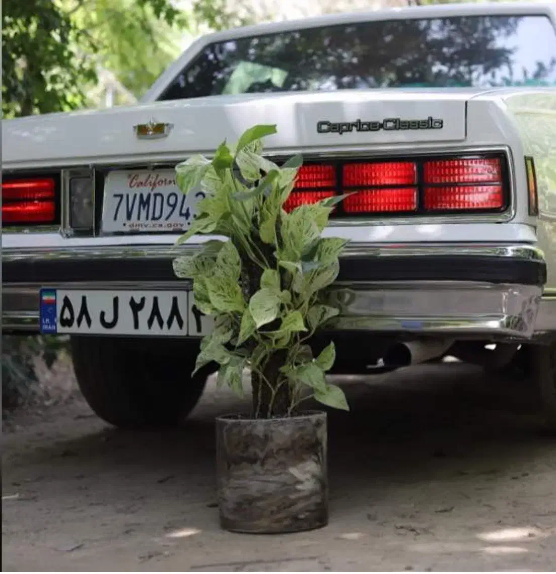 بزرگترین تولید کننده پتوس وگل آپارتمانی درخت میوه|گل و گیاه طبیعی|مشکیندشت, |دیوار