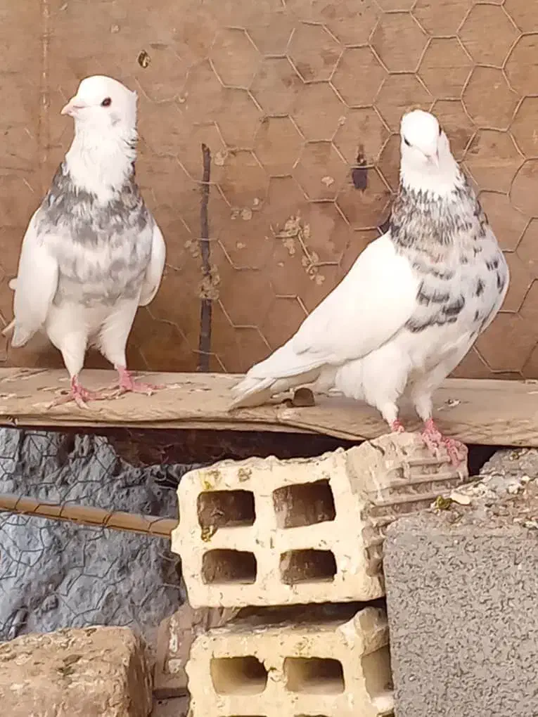 طوق سور نر ماده|پرنده|نرماشیر, |دیوار