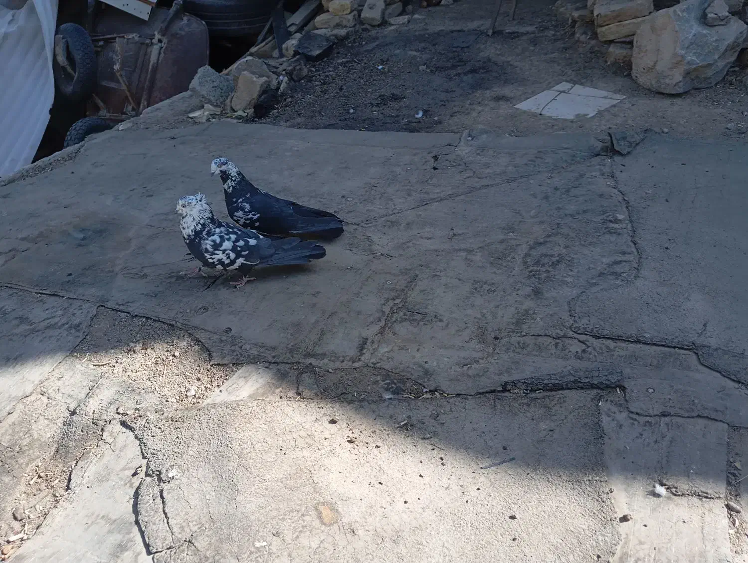 کبوترواشه ای سیاه|پرنده|سامان, |دیوار