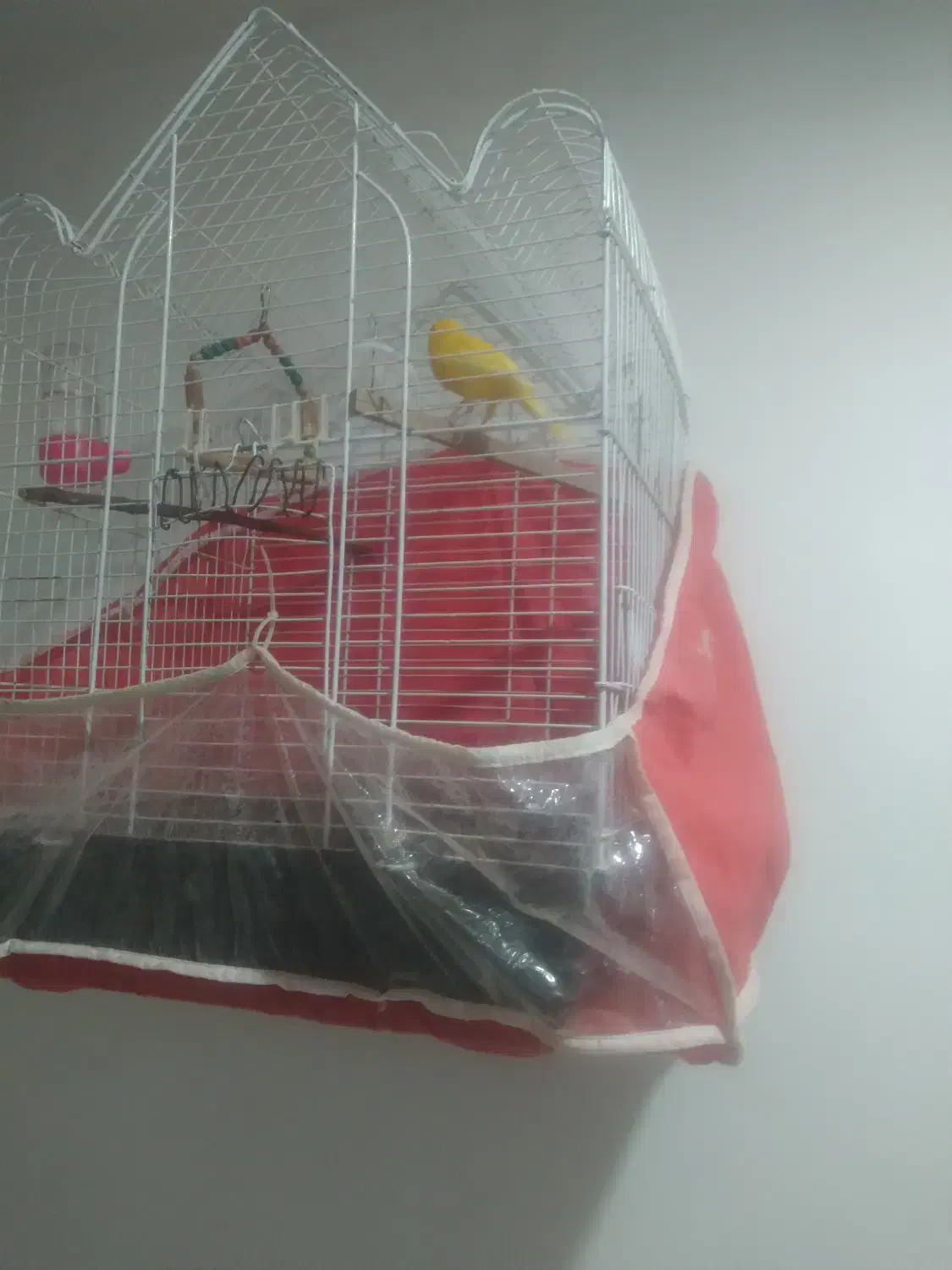 قناری|پرنده|سبزوار, قصبه شرقی|دیوار