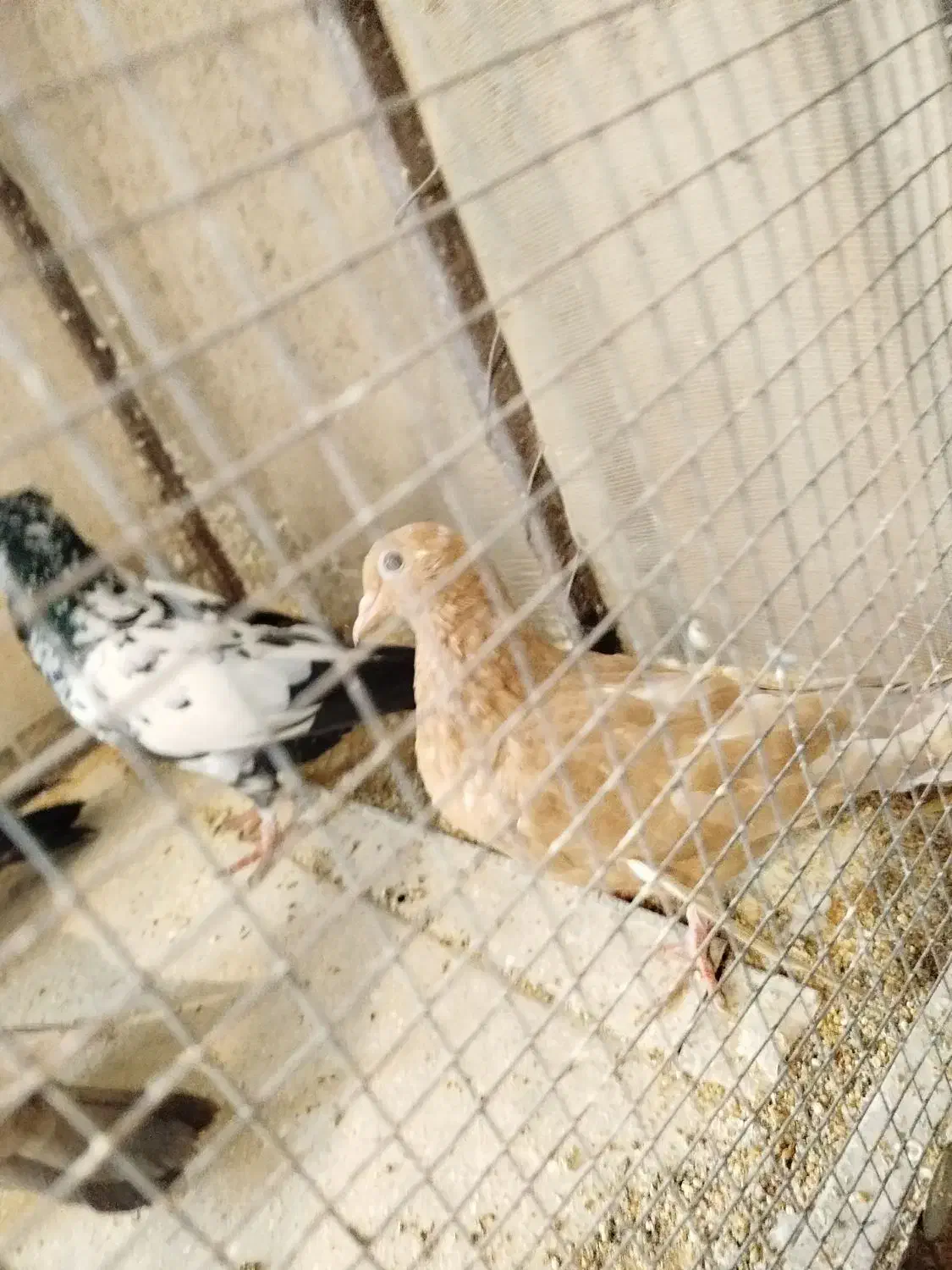 کبوتر|پرنده|مشهد, اقبال|دیوار