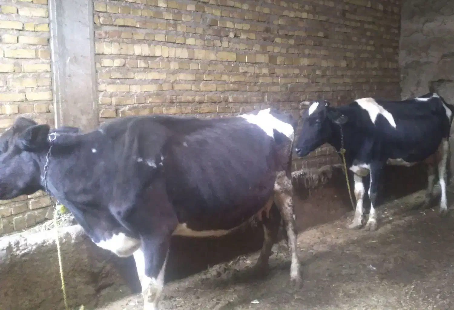 گاو|حیوانات مزرعه|ماهنشان, |دیوار