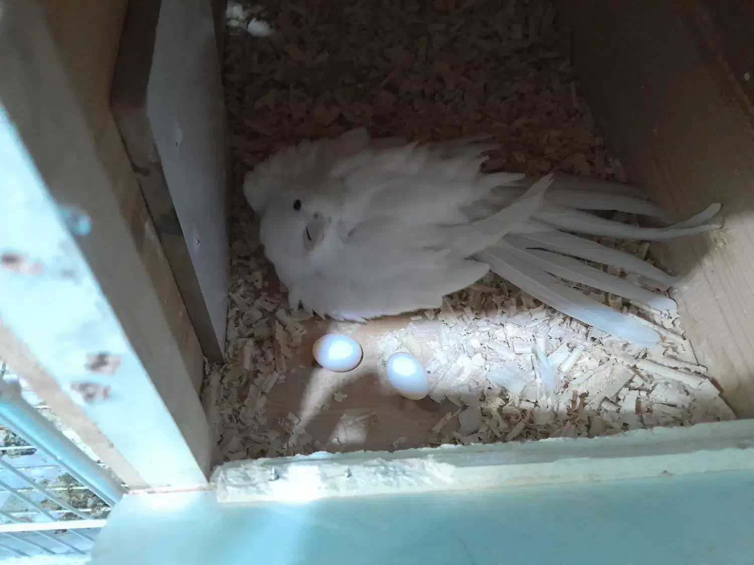 جفت مولد روی تخم و عروس دستی|پرنده|مشهد, شهید علی محمدی|دیوار