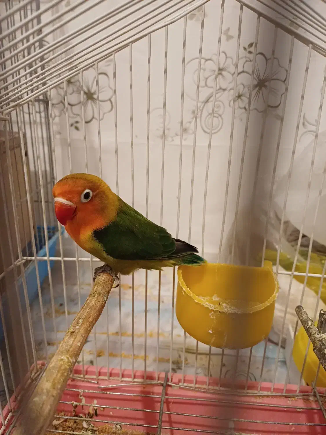 کوتوله فیشر|پرنده|خوانسار, |دیوار