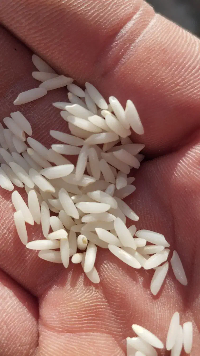 برنج درجه یک اعلا|خوردنی و آشامیدنی|میانه, |دیوار