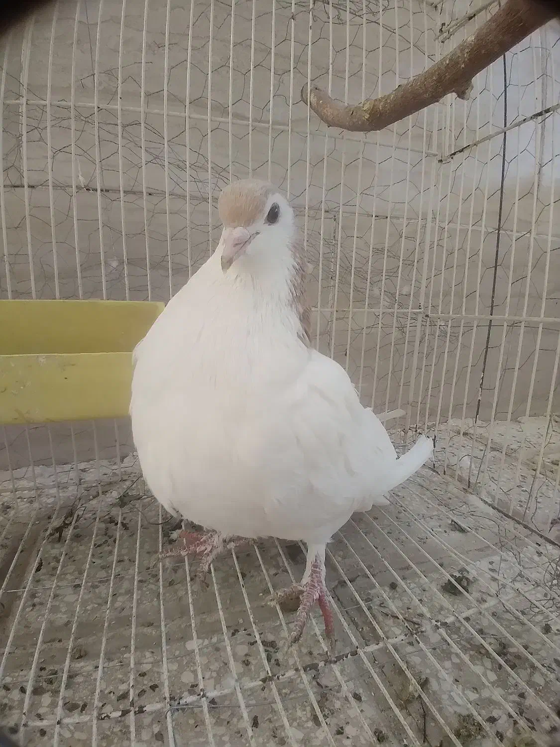 کفتر سرحال|پرنده|نیشابور, شهید بهشتی|دیوار