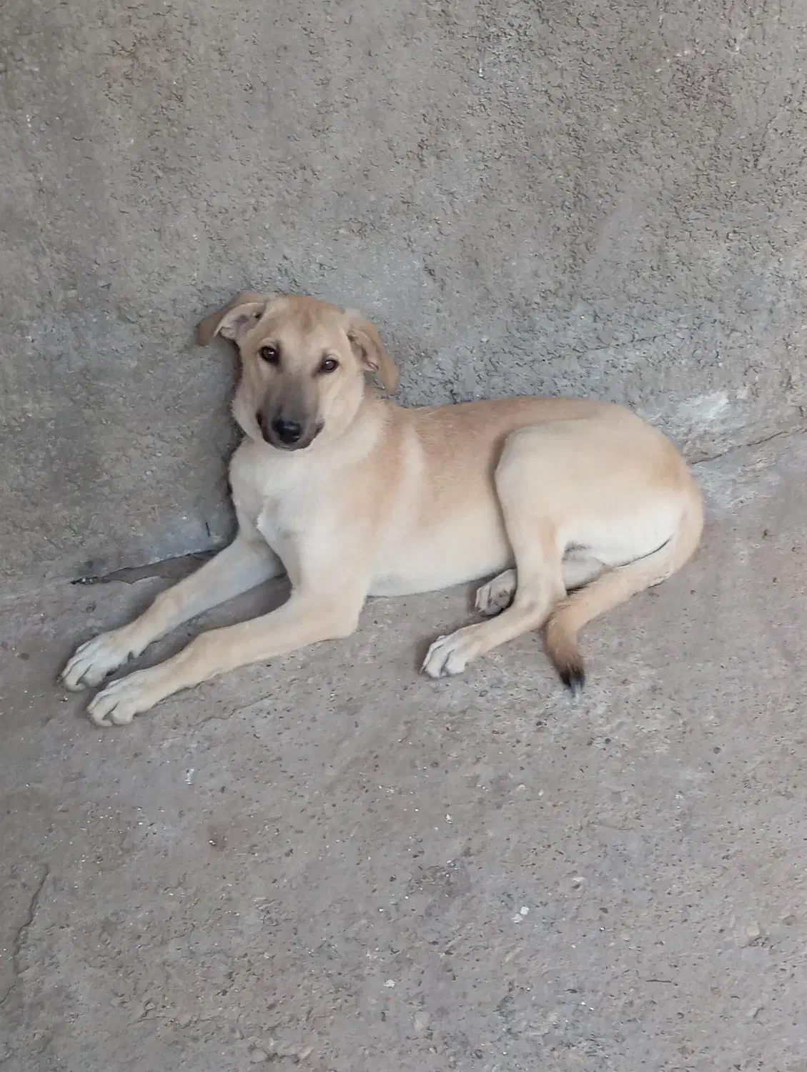 سگ جوان چهار ماهه نر و ماده|سگ|دزفول, |دیوار