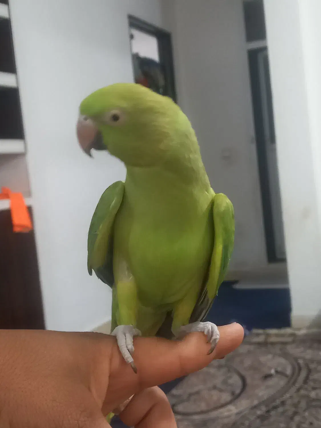 طوطی ملنگو سخنگو|پرنده|رودان, |دیوار