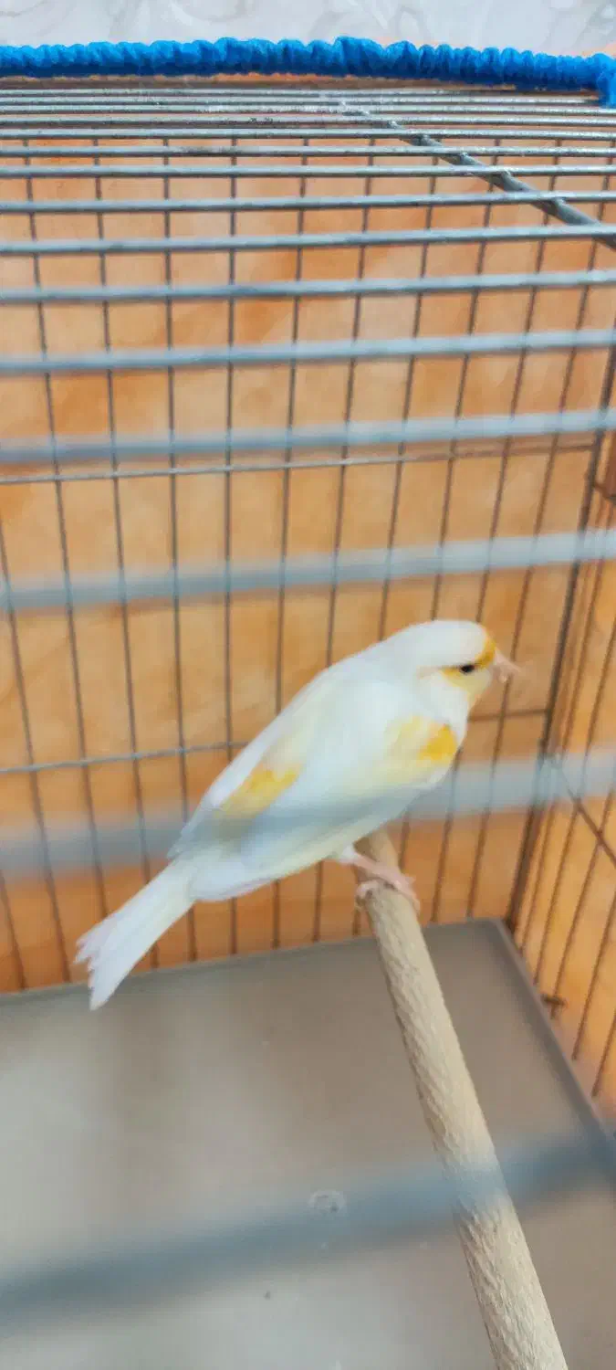 قناری نر|پرنده|پاکدشت, شهرک امام رضا|دیوار