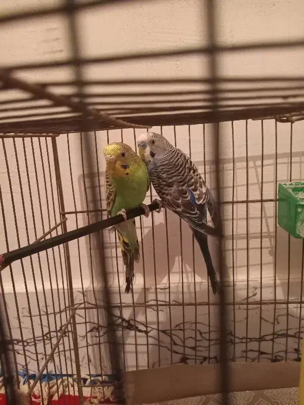 مرغ‌عشق|پرنده|کوهدشت, |دیوار