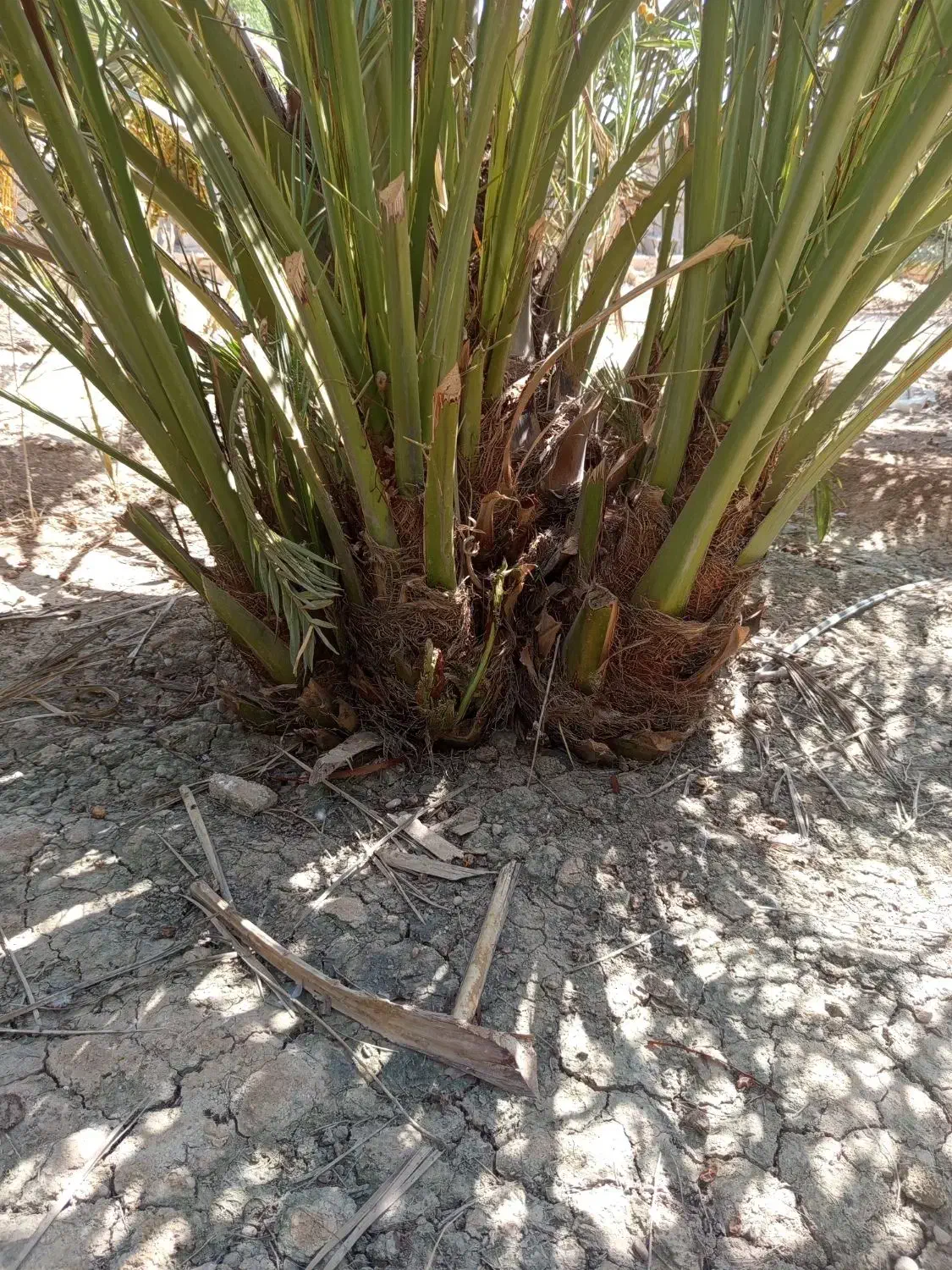 نخل برحی درجه یک|گل و گیاه طبیعی|امیدیه, |دیوار