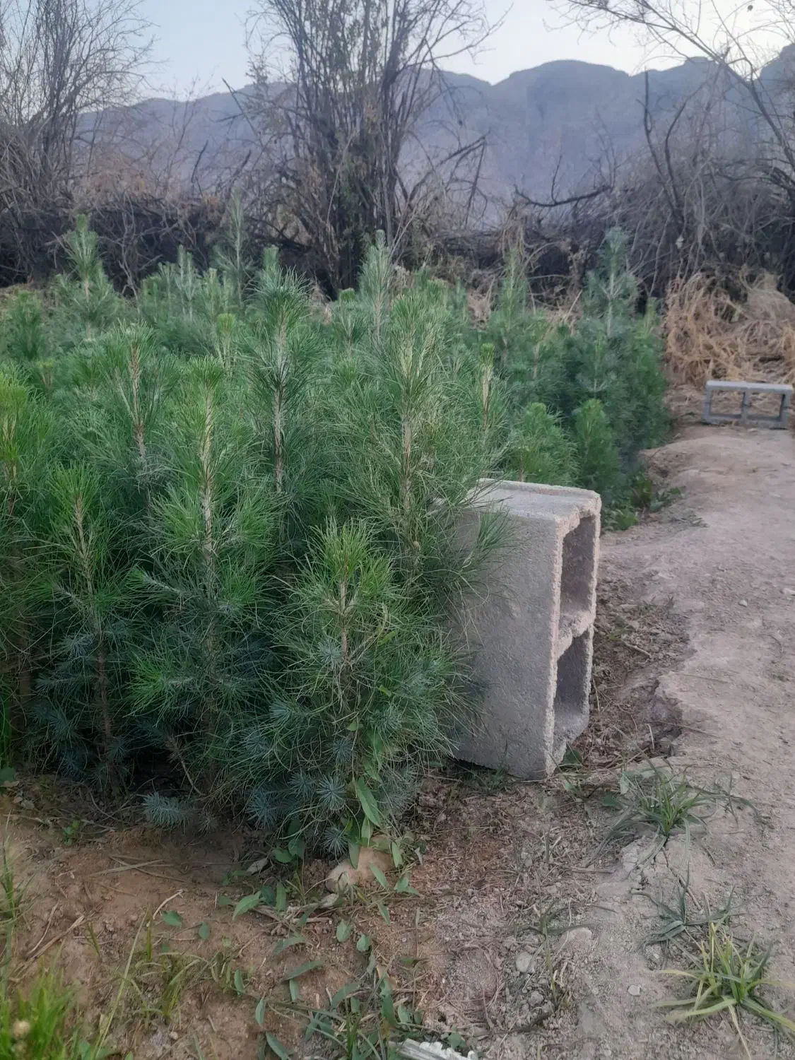 نهال و نشاء کاج تهران و مشهد|گل و گیاه طبیعی|خفر, |دیوار