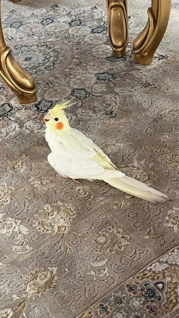 عروس هلندی لوتینو|پرنده|ارومیه, |دیوار