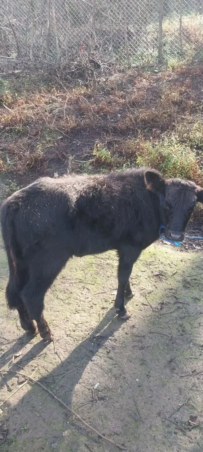 گاو با گوساله|حیوانات مزرعه|سنگر, |دیوار