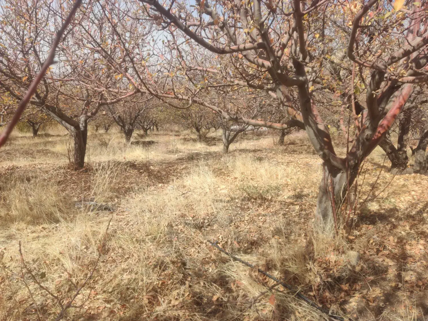 باغ سپیدار|فروش دفتر صنعتی، کشاورزی، تجاری|سپیدار, |دیوار