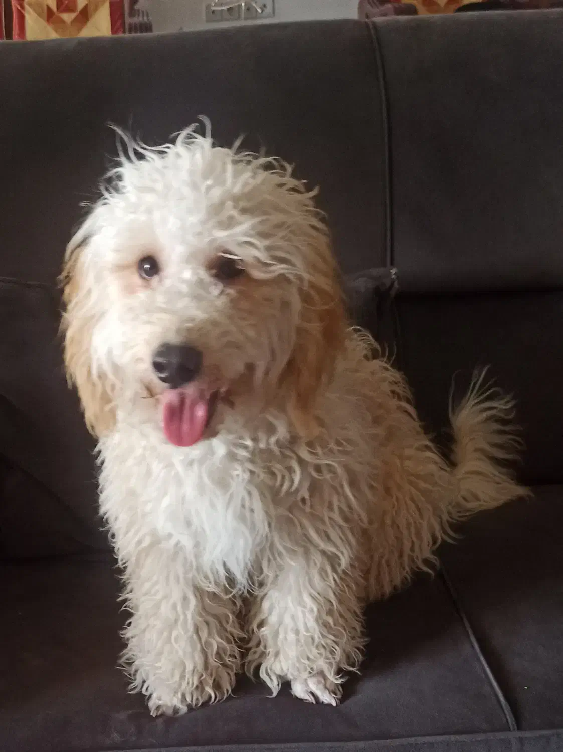 پودل نر ۱۰ ماهه|سگ|قزوین, |دیوار