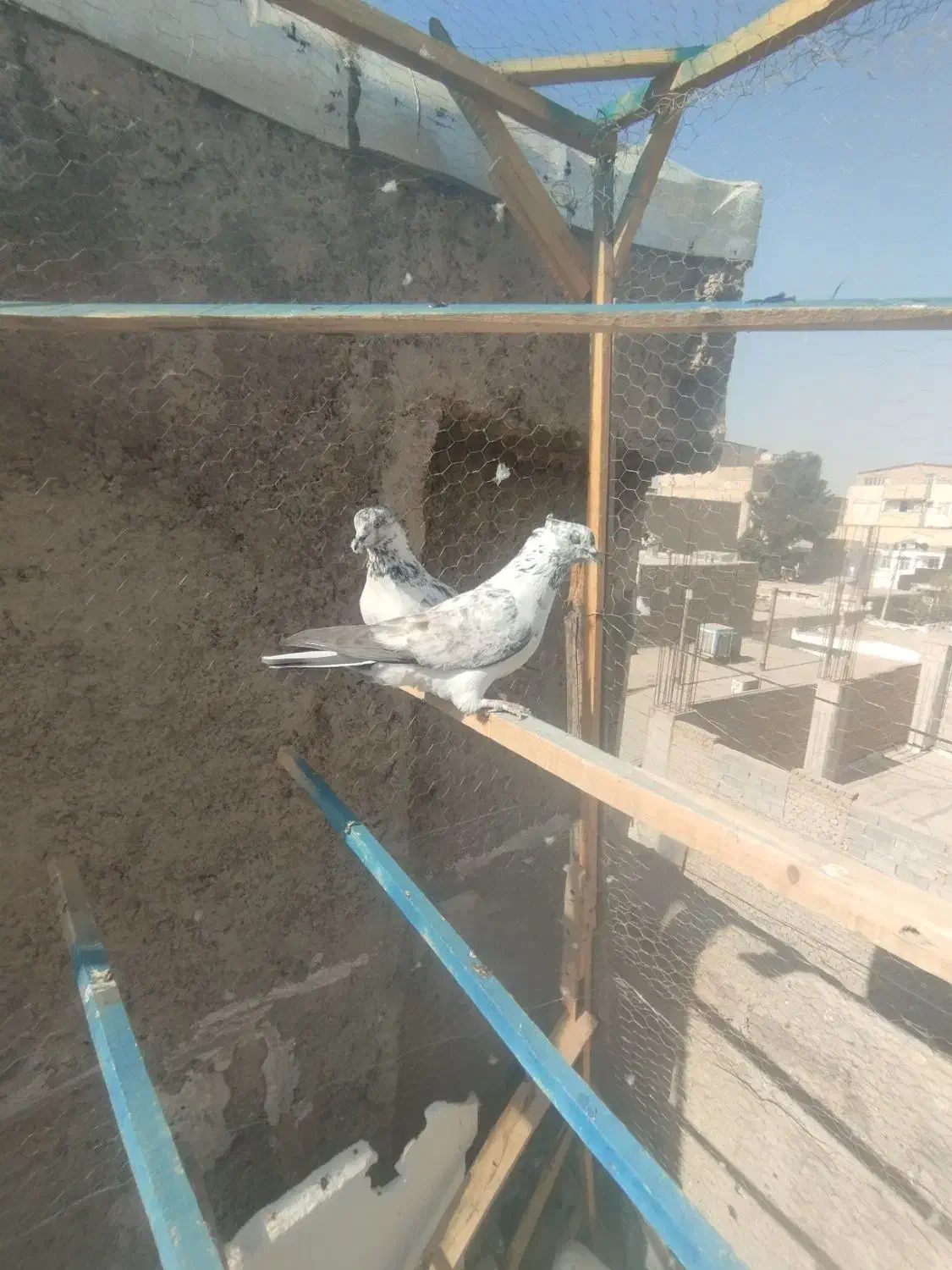 کفتر پرشی|پرنده|چهارباغ, |دیوار