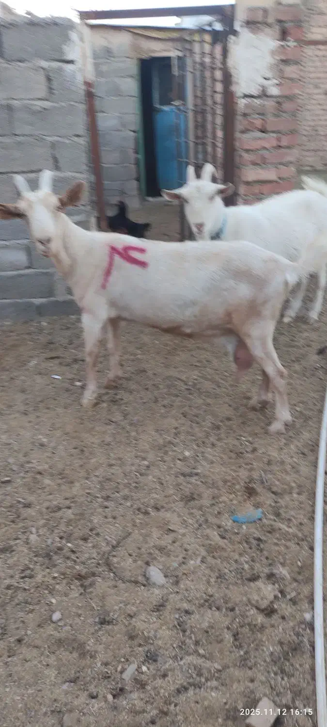 بزتک چین شده سانن|حیوانات مزرعه|درمیان, |دیوار