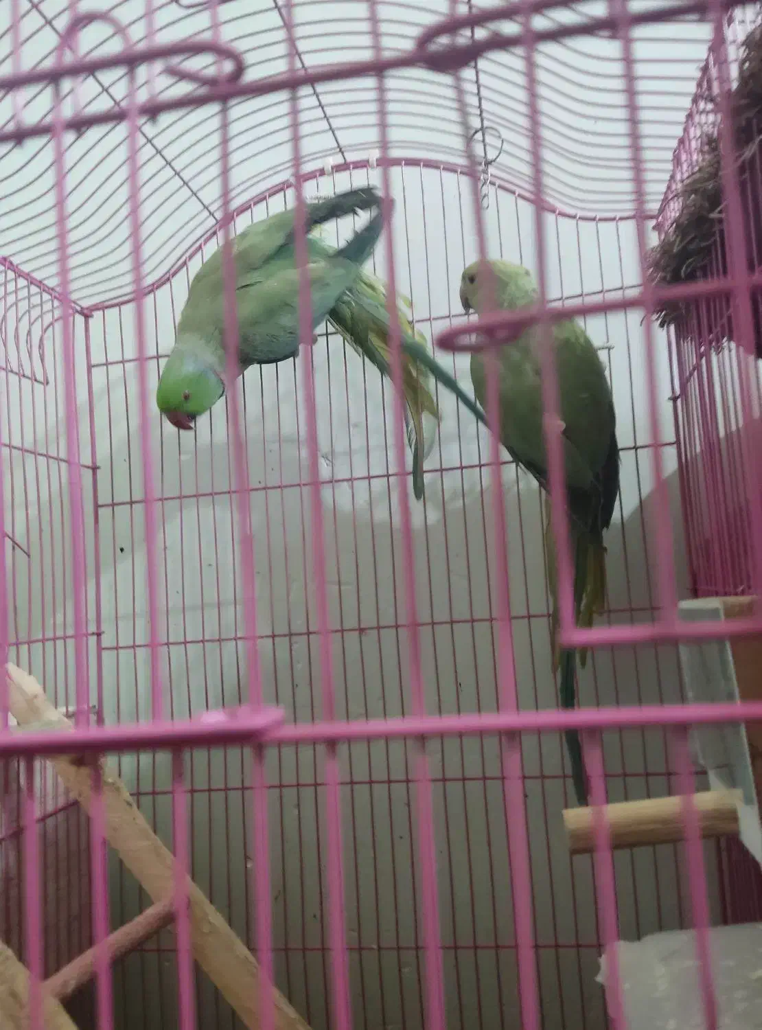 جفت طوطی ملنگو|پرنده|زرند, |دیوار