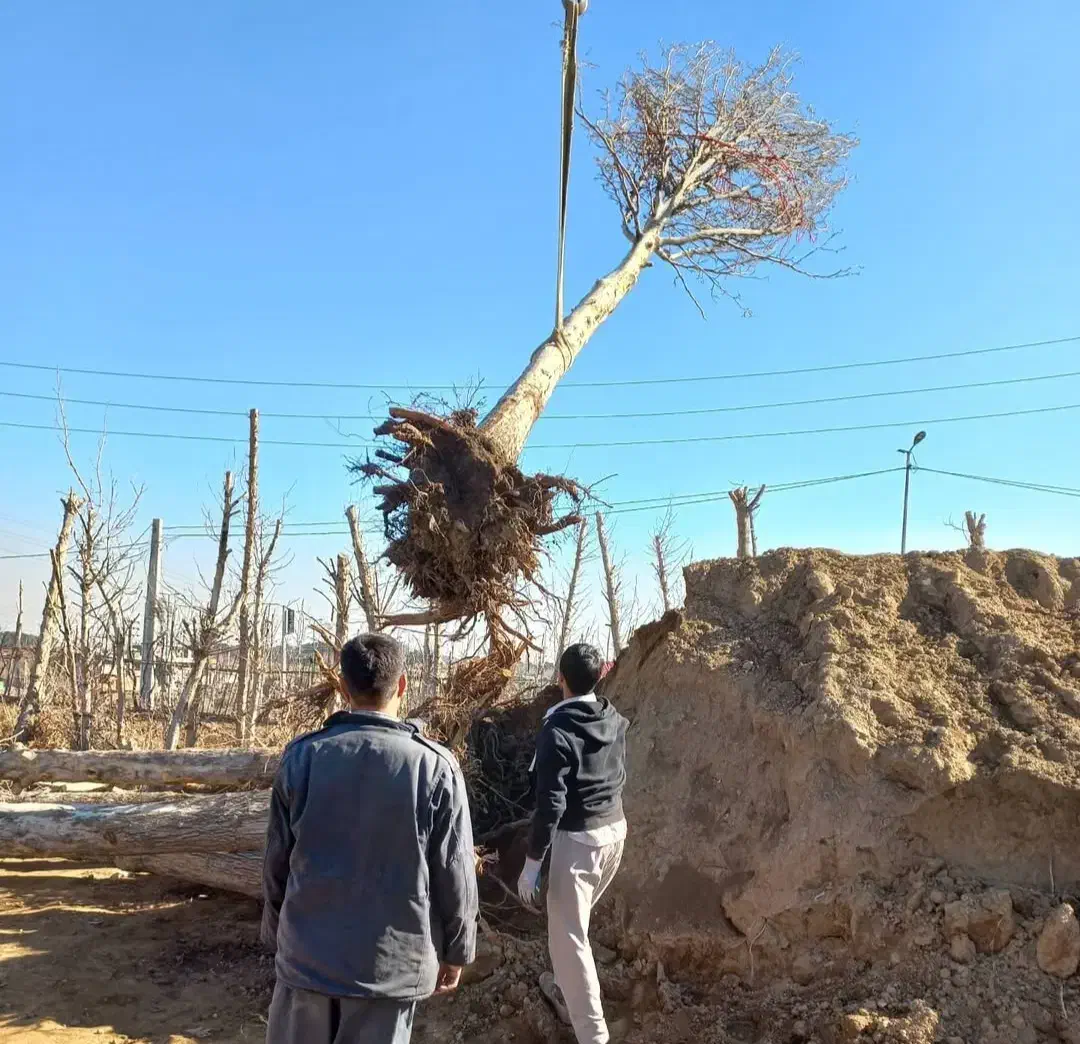 خدمات باغبانی ودرختکاری و گل و درخت فروشی|خدمات باغبانی و درختکاری|تهران, اتحاد|دیوار