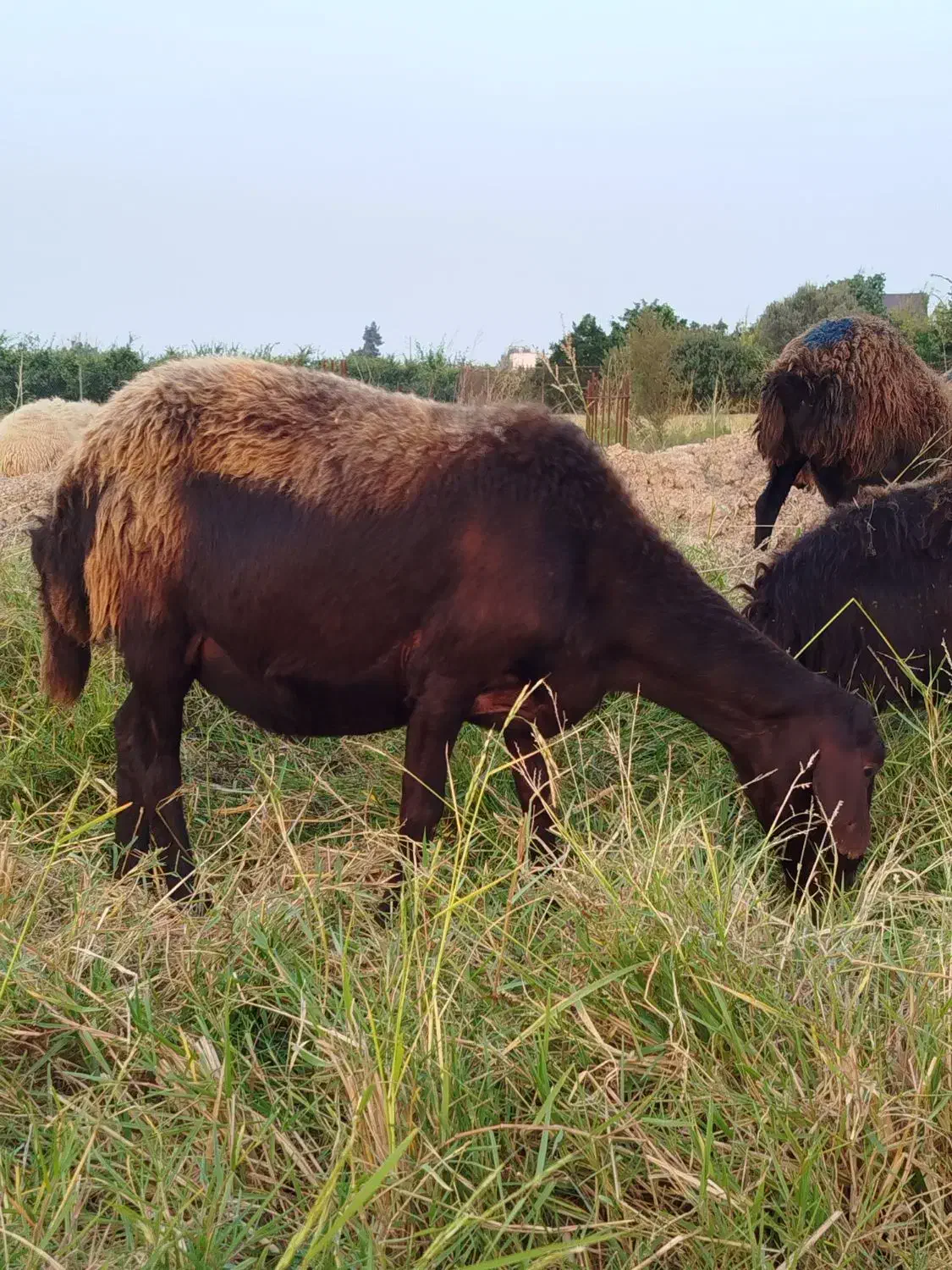 گوسفند آبستن افشاری|حیوانات مزرعه|طبقده, |دیوار