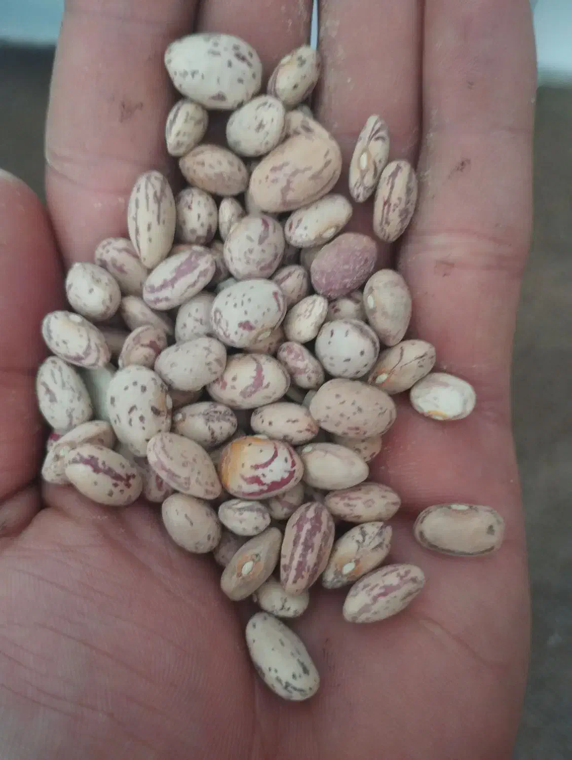 لوبیا چیتی تمیز|عمده‌فروشی|الیگودرز, |دیوار