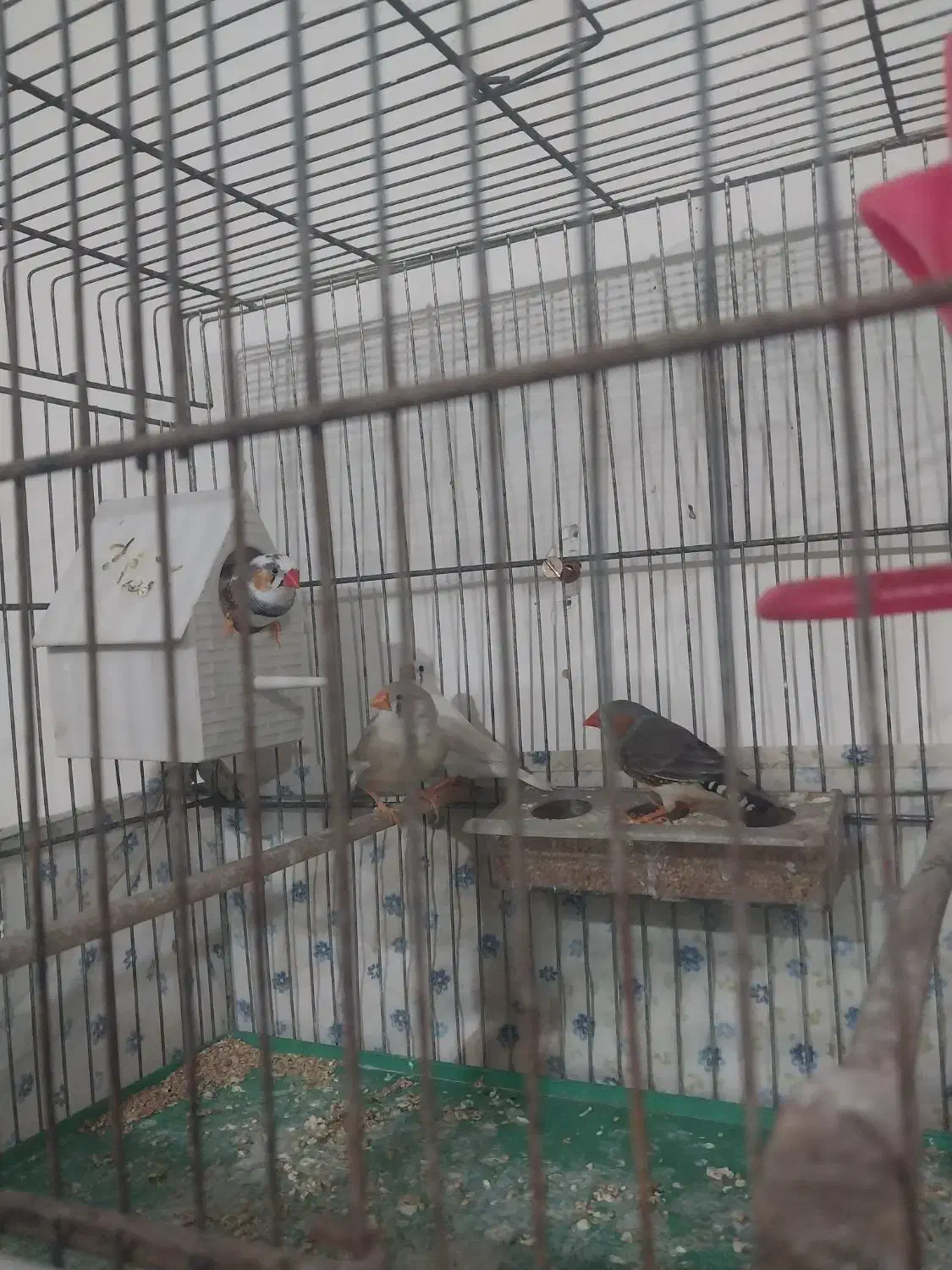 فنچ نرو ماده|پرنده|مرند, |دیوار