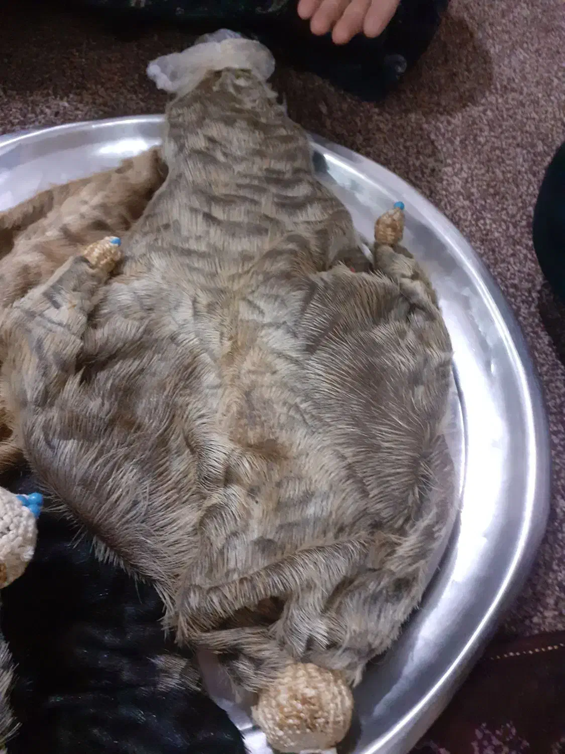 هیزه|ظروف نگهدارنده، پلاستیکی، یک‌بارمصرف|اندیمشک, |دیوار