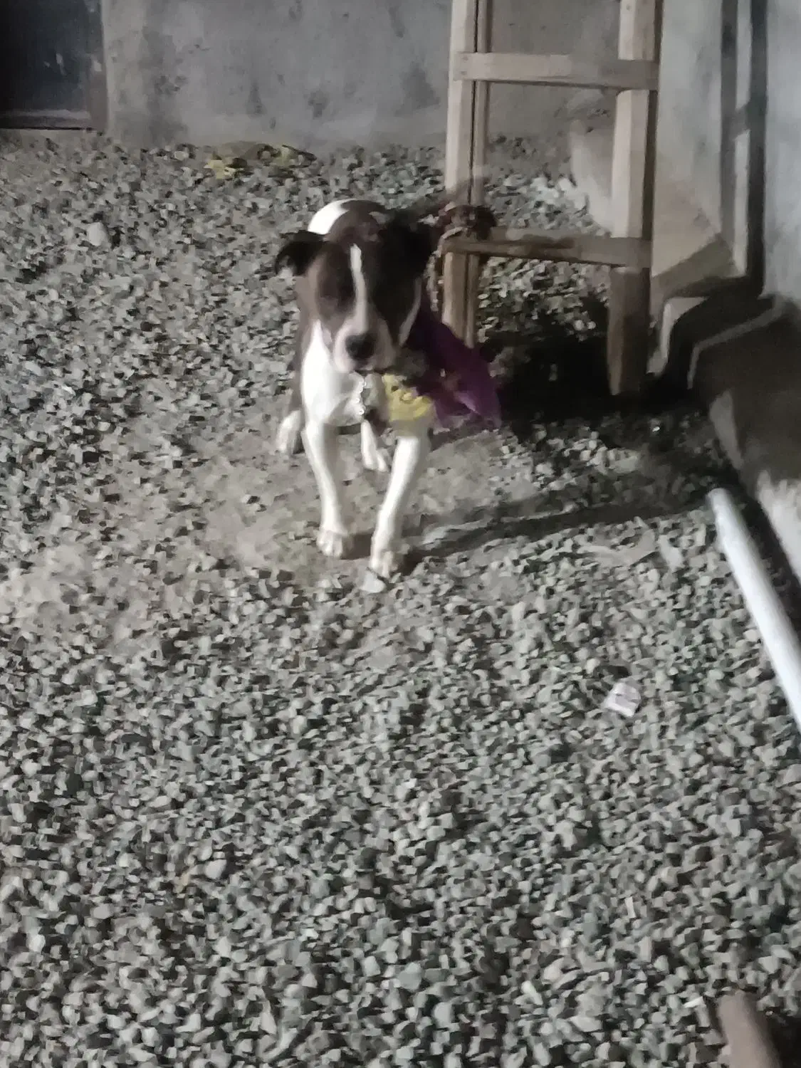 واگذاری دو قلاده سگ پیت بول وژرمن بلاگ|سگ|سنندج, |دیوار