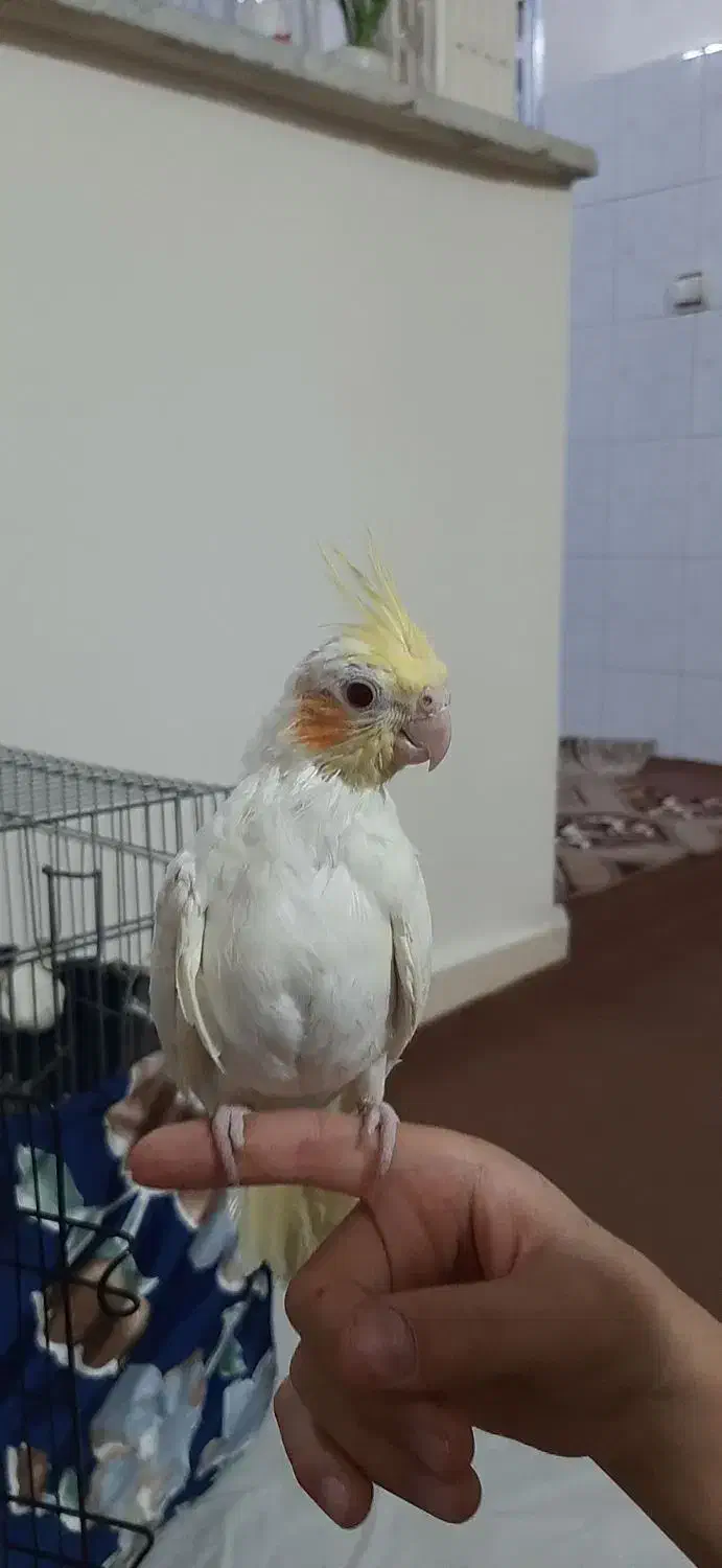 عروس هلندی نر|پرنده|نسیم‌شهر, |دیوار