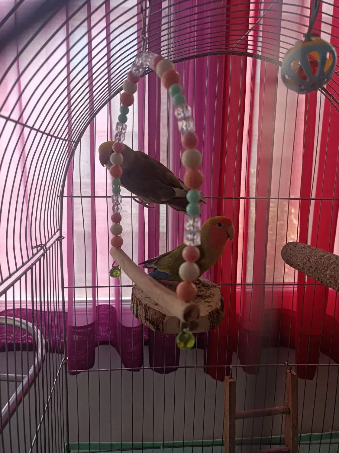 طوطی برزیلی جفت با قفس و متعلقات|پرنده|تهران, بنیهاشم|دیوار