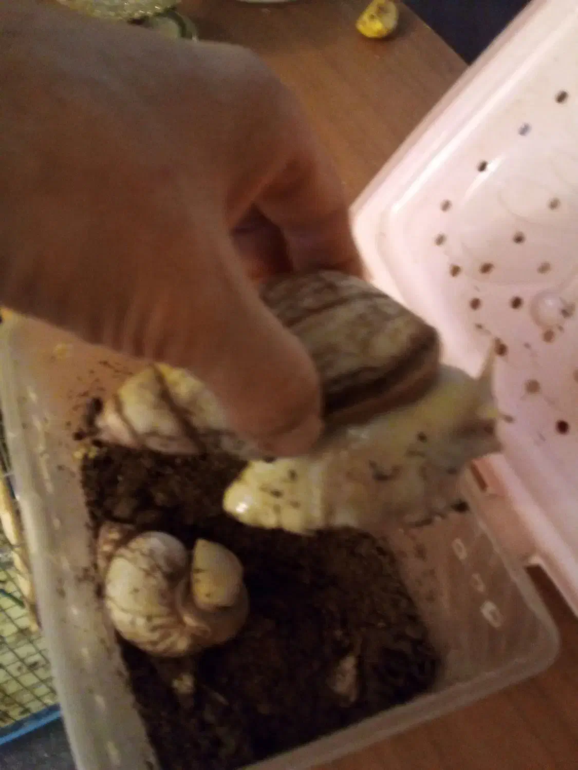 حلزون|خزنده|تبریز, |دیوار