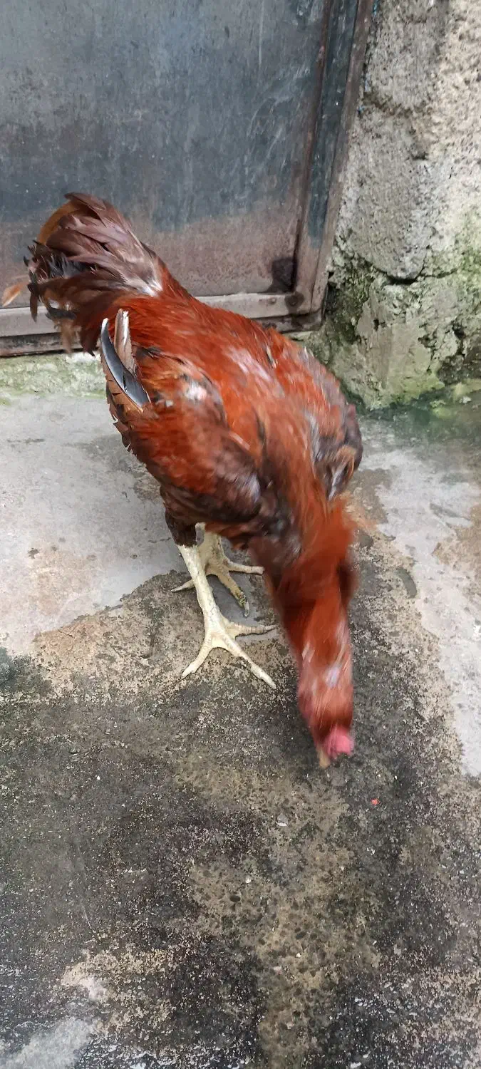 خروس لاری|حیوانات مزرعه|رشت, ولکس|دیوار