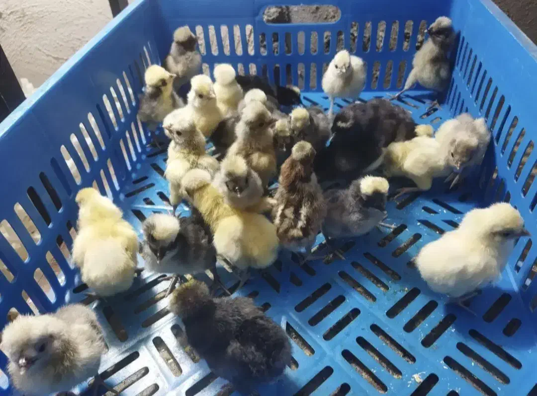 جوجه مرغ خروس کاکلی و گردن لخت یک روزه|حیوانات مزرعه|سیرجان, |دیوار