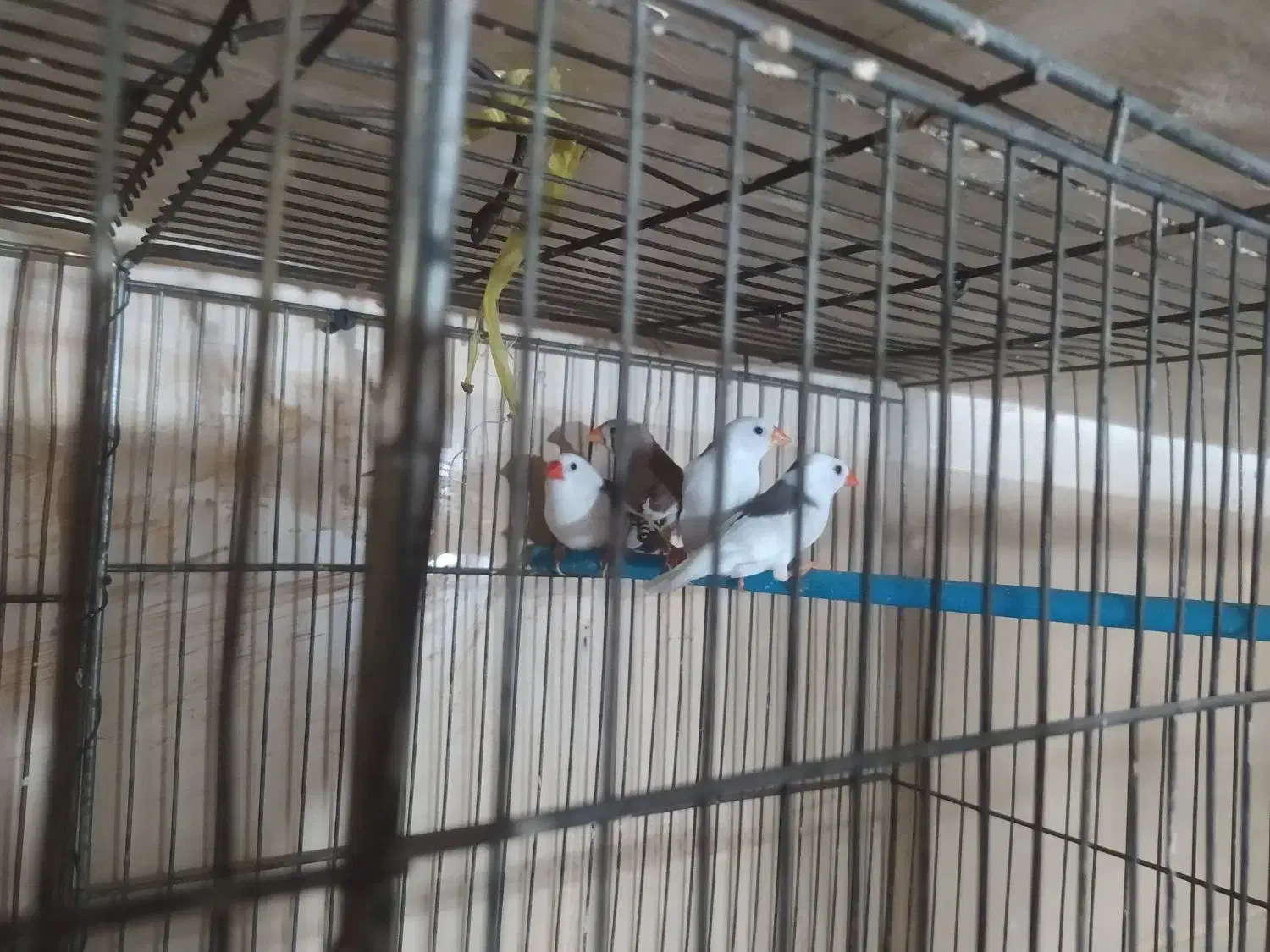 فنج|پرنده|قزوین, |دیوار