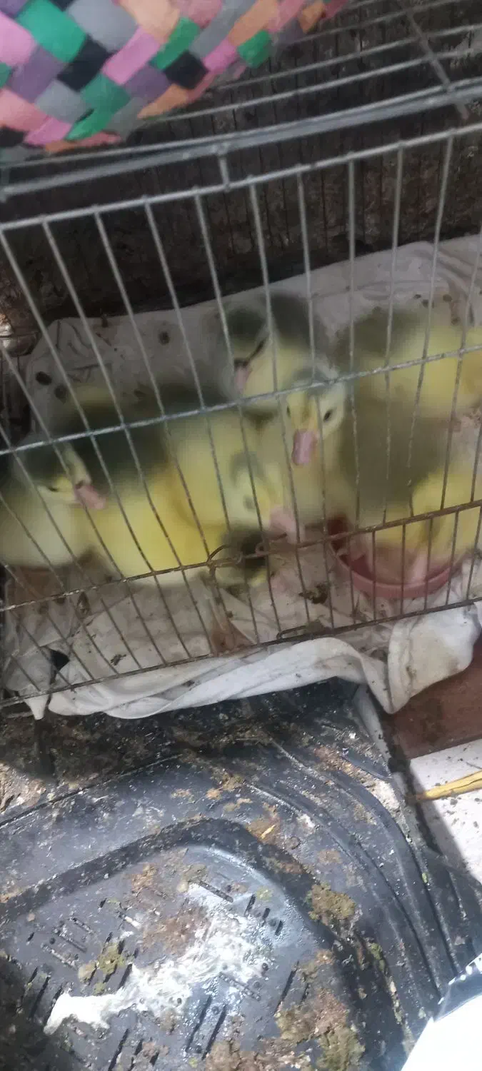 جوجه غاز|حیوانات مزرعه|مینودشت, |دیوار