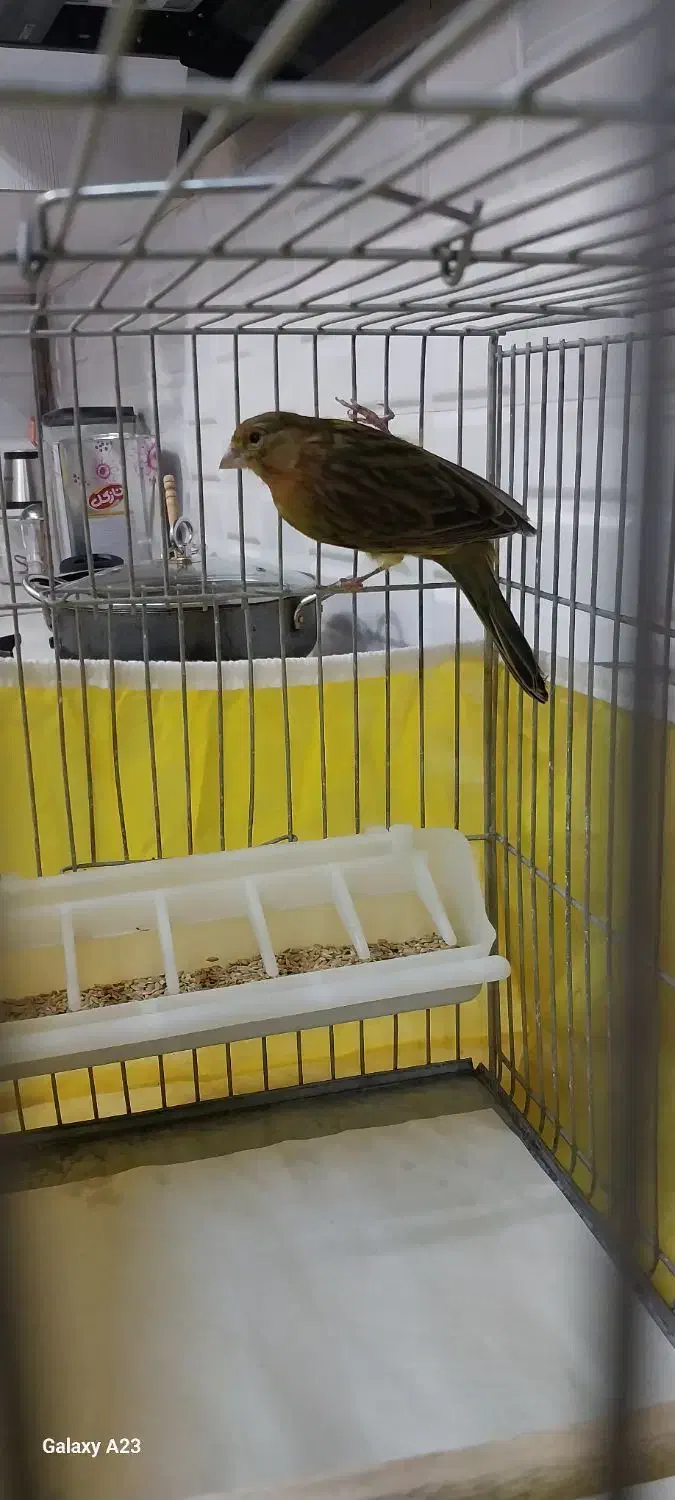 قناری|پرنده|مسجد سلیمان, |دیوار