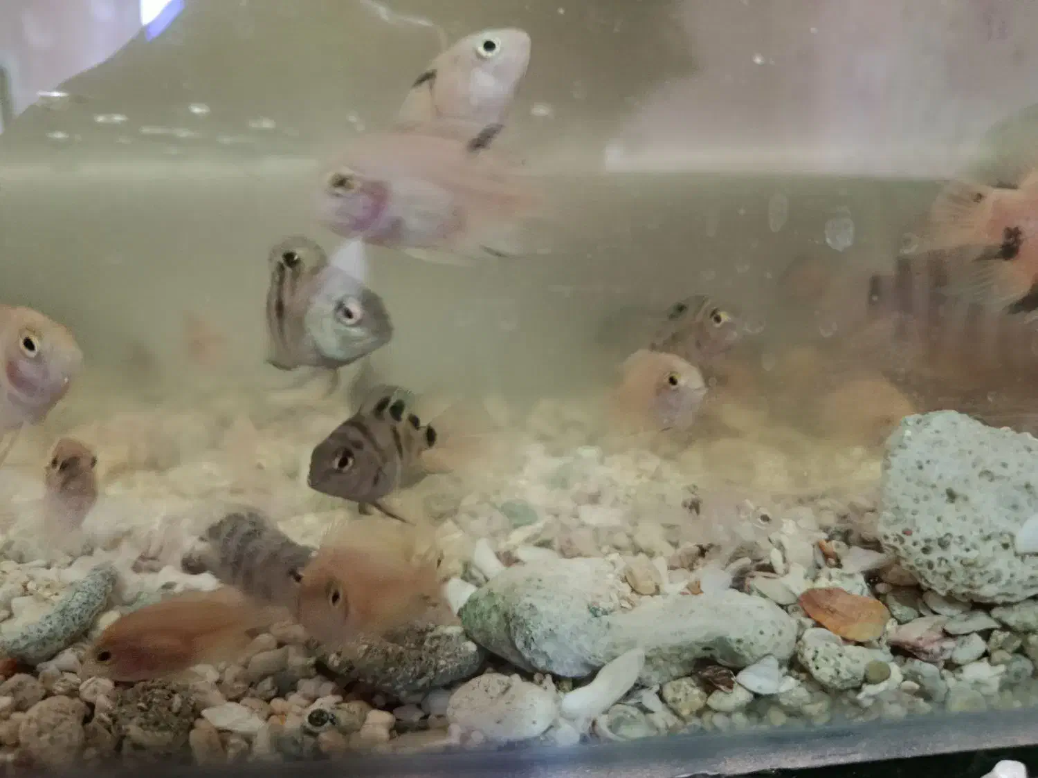 سیچلاید ماهی|ماهی|تربت‌حیدریه, مسجد جامع|دیوار