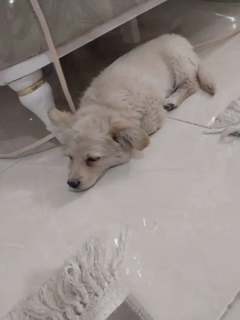 سگ خونگی|سگ|برخوار, |دیوار