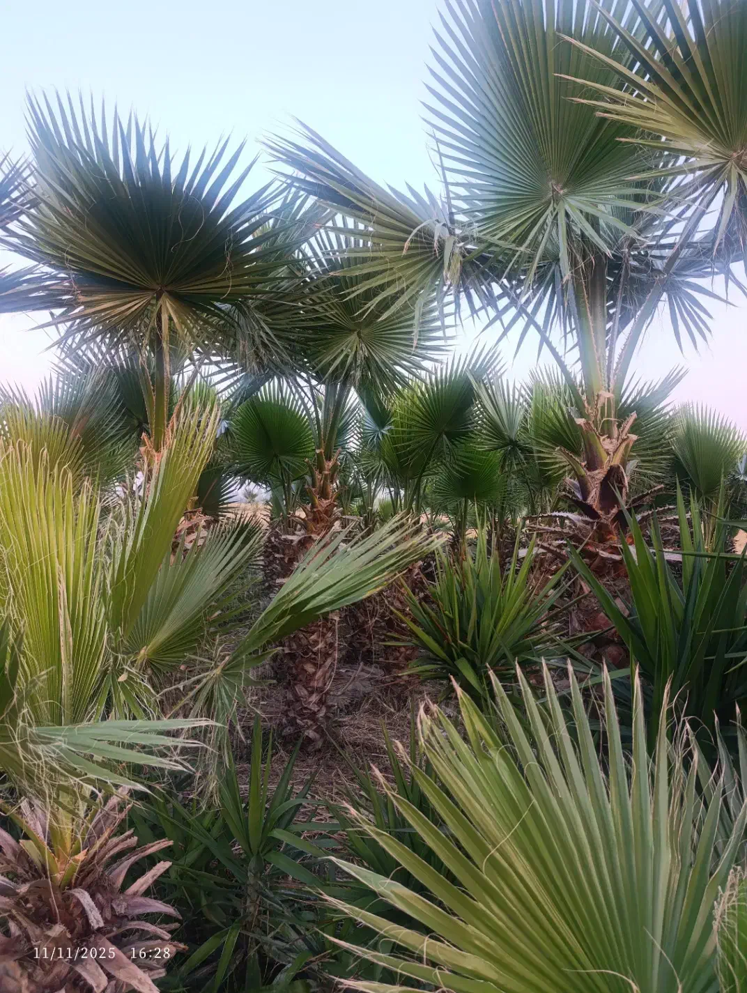 درخت بزرگ پالم ارتفاع ۶متر|گل و گیاه طبیعی|سرخرود, |دیوار