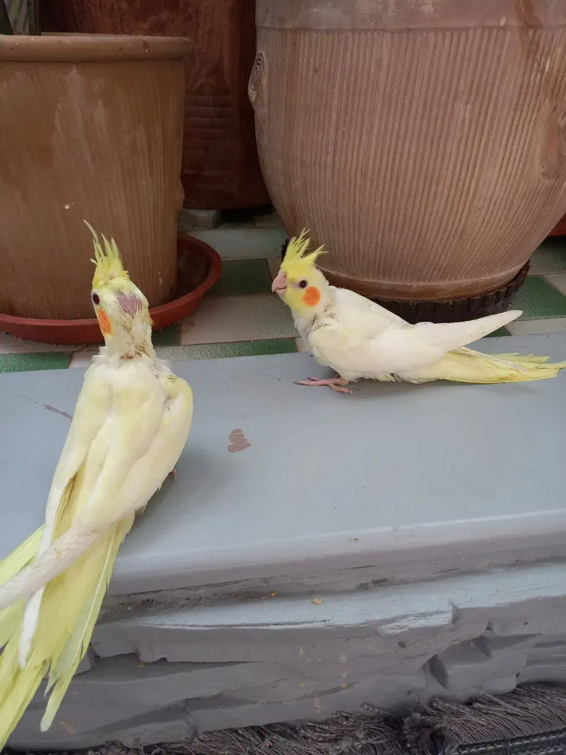 عروس هلندی|پرنده|شیراز, نصر|دیوار