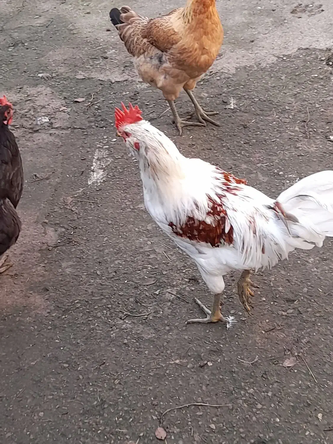 مرغ وخروس گلین|حیوانات مزرعه|رحیم‌آباد, |دیوار