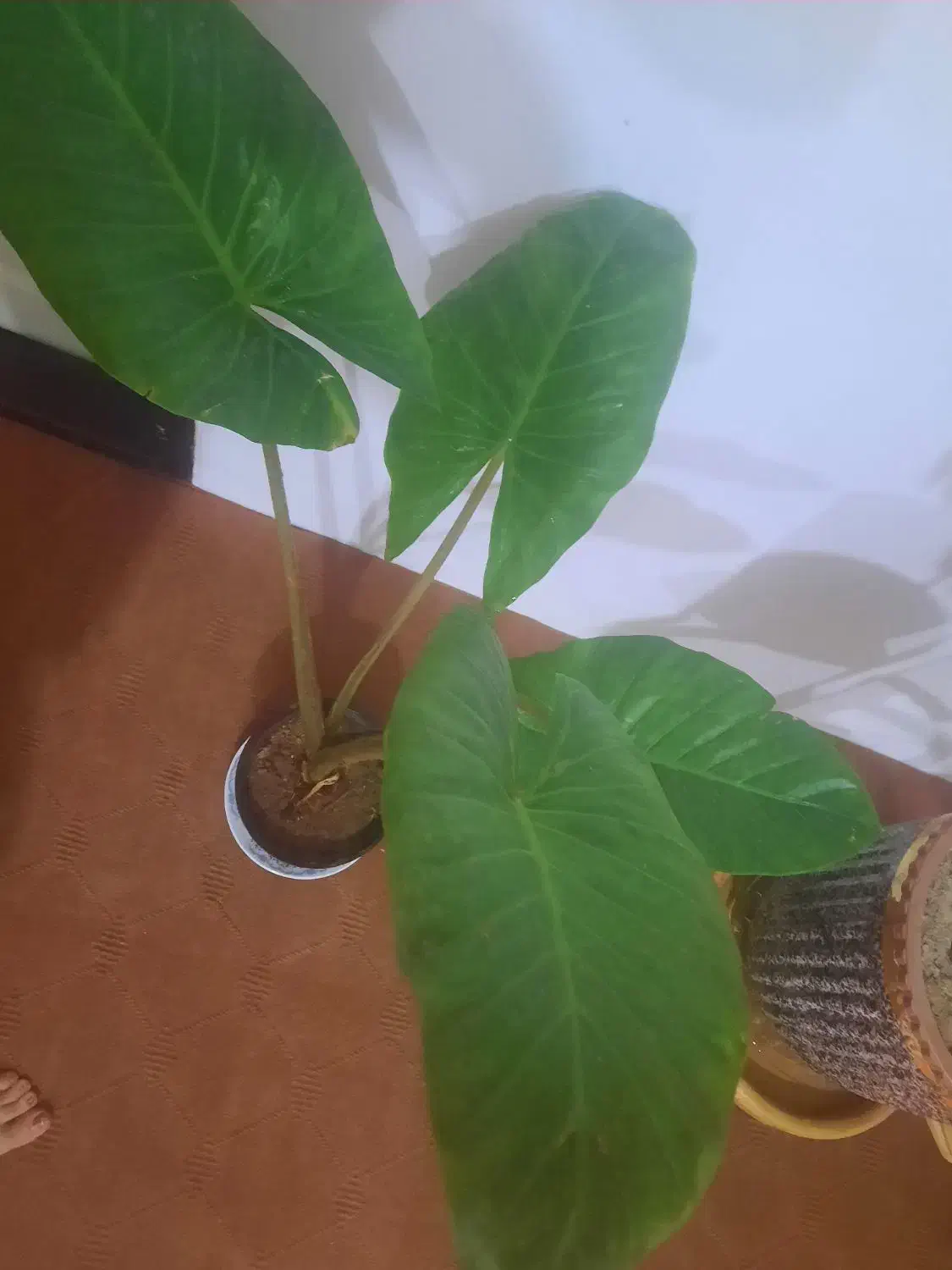 گل های اپارتمانی|گل و گیاه طبیعی|اهر, |دیوار