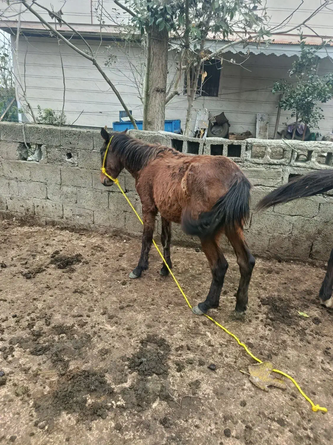 مادیان|اسب و تجهیزات اسب‌سواری|رضوانشهر, |دیوار