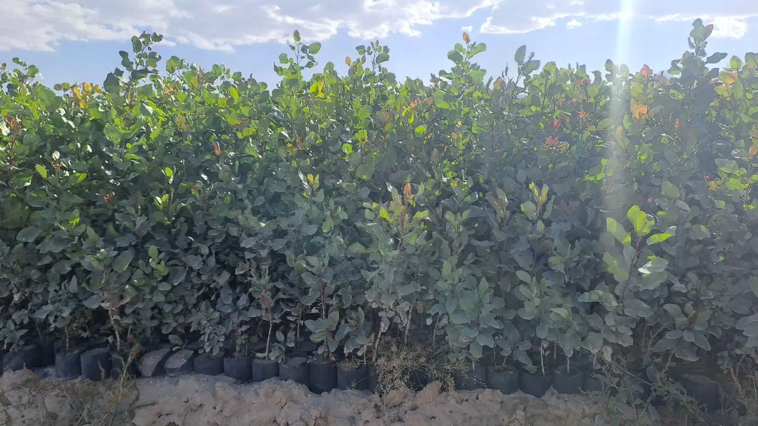 نهال پسته موحد|خدمات باغبانی و درختکاری|مهریز, |دیوار