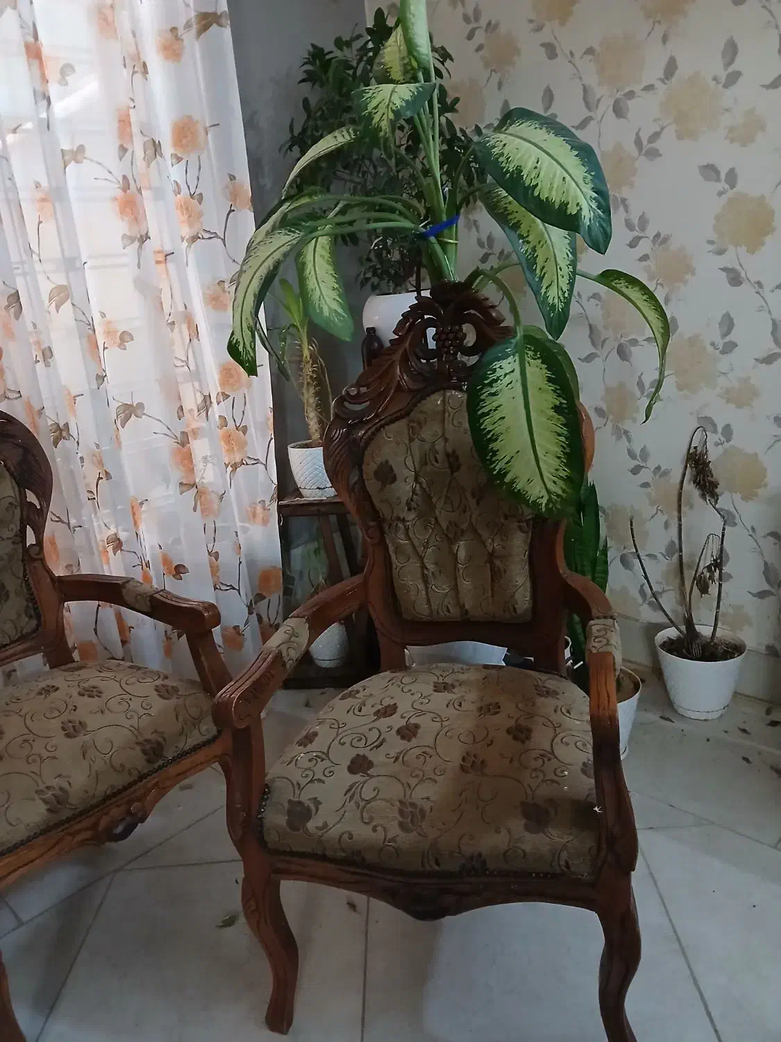 مبل سلطنتی|مبلمان خانگی و میز عسلی|شیراز, گویم|دیوار