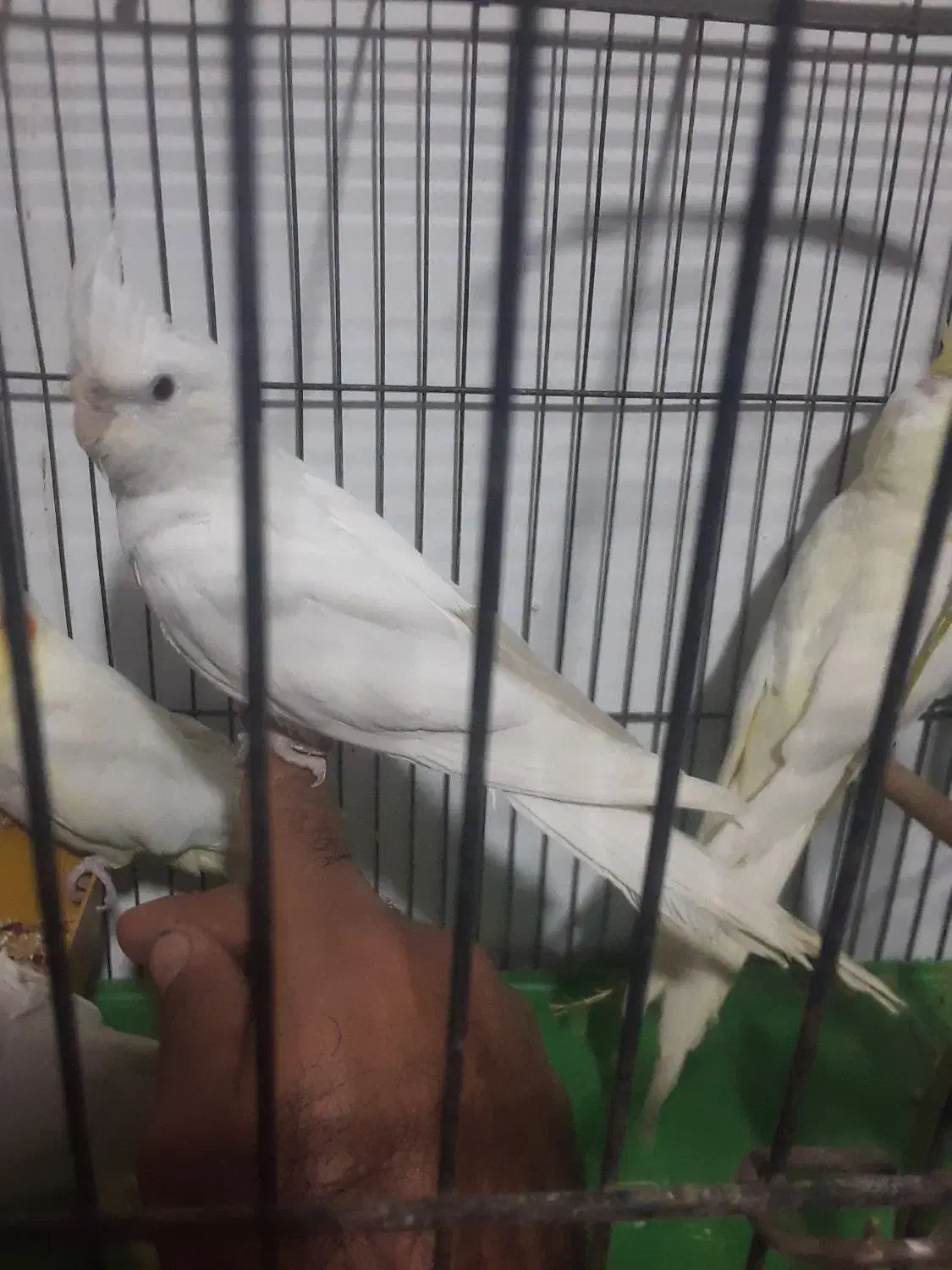 عروس تازه دونخور۳ماهه|پرنده|قم, قلعه عموحسین|دیوار