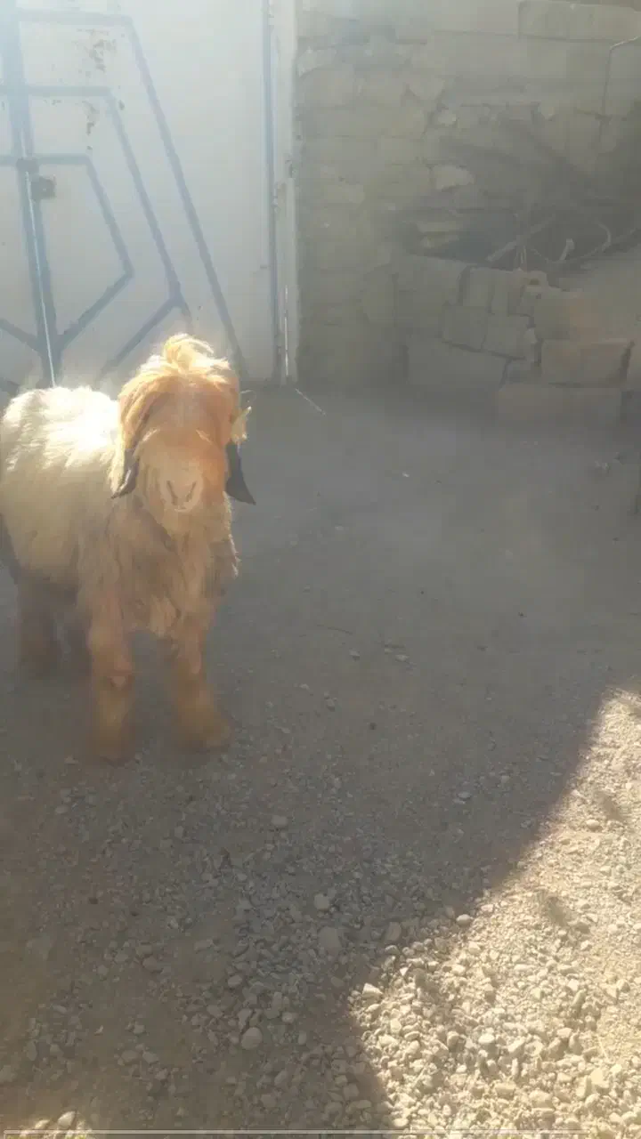 معاوضه نرمیش با میش یا بز|حیوانات مزرعه|اندیکا, |دیوار