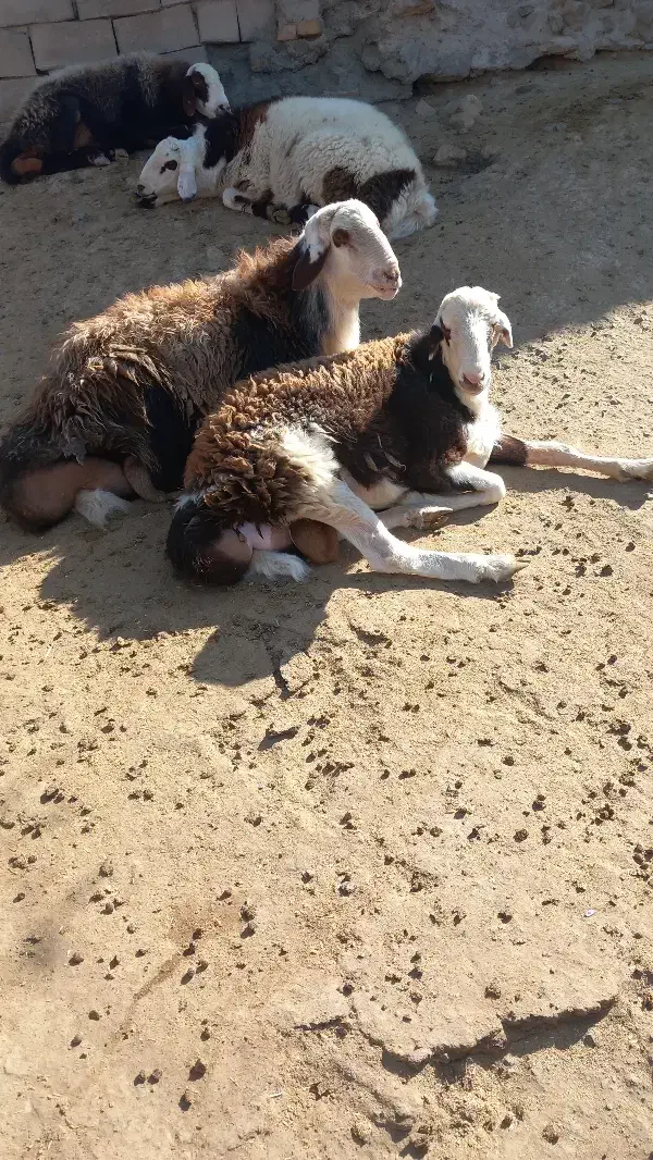 دو عدد بره قوچی پلنگی|حیوانات مزرعه|سلیمان, |دیوار