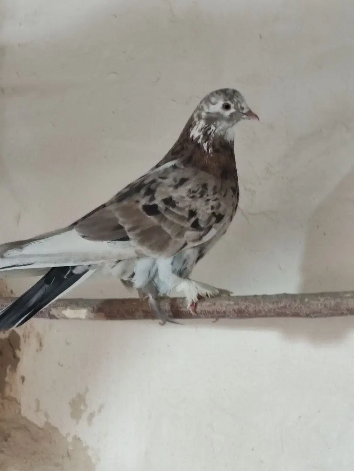 سرور|پرنده|قم, صفاشهر|دیوار